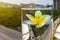 A flower of Frangipana in a glass with water against a background of nature.