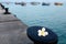 Flower frangipani on background of pier, boats and ocean