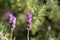 Flower of a French lavender, Lavandula dentata