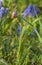 Flower of a Fritillaria and muscari