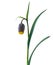 a flower Fritillaria uva vulpis isolated on white background