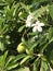 Flower and fruit of Cerbera odollam or Suicide tree or Pong-pong.