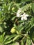 Flower and fruit of Cerbera odollam or Suicide tree or Pong-pong.