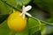 The flower and fruit Citrofortunella microcarpa closeup