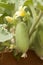 Flower and fruit of squirting cucumber or exploding cucumber