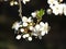Flower of fruit tree European plum Prunus domestica blooming in spring