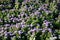 Flower garden with ageratum blue