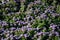 Flower garden with ageratum blue