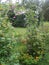 Flower garden arbor arch in a backyard