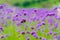 The flower in the garden. The background image of the colorful flowers, Flowers and cactus In the botanical garden. Verbena field