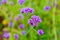 The flower in the garden. The background image of the colorful flowers, Flowers and cactus In the botanical garden. Verbena field