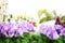 Flower garden background. Violets and purple primroses blooming Springtime. Home garden flower care. Sale of flowers in greenhouse