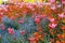 A flower garden in bloom in Saint James`s Park, London