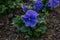 A flower garden with blue vinca flowers