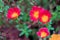 Flower in the garden called Common Purslane, Verdolaga, Pigweed, Little Hogweed, Portulaca, sun plant
