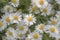 Flower garden of chamomile in Japan