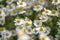 Flower garden of chamomile in Japan