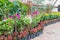 Flower garden with colorful azaleas.