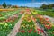 Flower garden with colorful tulip fields near Amsterdam, Netherlands, Europe