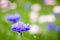 Flower garden of cornflowers