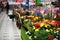 Flower and garden department in a supermarket