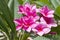Flower in garden frangipani