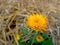 Flower in the garden gerbera jamesonii