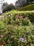 Flower garden, haggala botanical garden in sri lanka