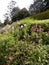 Flower garden, haggala botanical garden in sri lanka