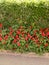 Flower garden, haggala botanical garden in sri lanka