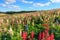 Flower garden in Kamifurano, with mountain view in Furano, Hokkaido Japan