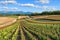 Flower garden in Kamifurano, with mountain view in Furano, Hokkaido Japan