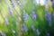 Flower Garden lavender 4