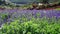 Flower garden with many purple lavender flowers, Scarlet Sage, chrysanthemum in the eco-tourism