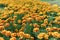 Flower garden Marigold