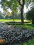 Flower garden in the park with green coleus, hosta, white geraniums and plants with silver leaves on a sunny summer day