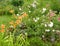 Flower Garden with Rose and Daylily Flowers