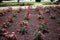 Flower garden rows