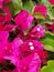 Flower Garden Series: Bougainvillea Climbing Shrub