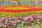 Flower garden Summer Multi color