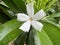 Flower - Gardenia taitensis,