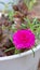 Flower gardening cute pink pot