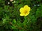 Flower gardens green yellow macro photography summer closeup boke