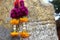 Flower garland of purple globe amaranth with yellow marigold and crown flower hanging on rock.