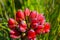 Flower Garra de Leon in the Atacama Desert.