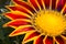 Flower Gazania