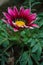 Flower Gazania delightful daisies