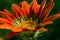 Flower Gazania delightful daisies