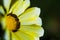 Flower Gazania delightful daisies