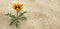 Flower Gazania rigens growing in the sand.